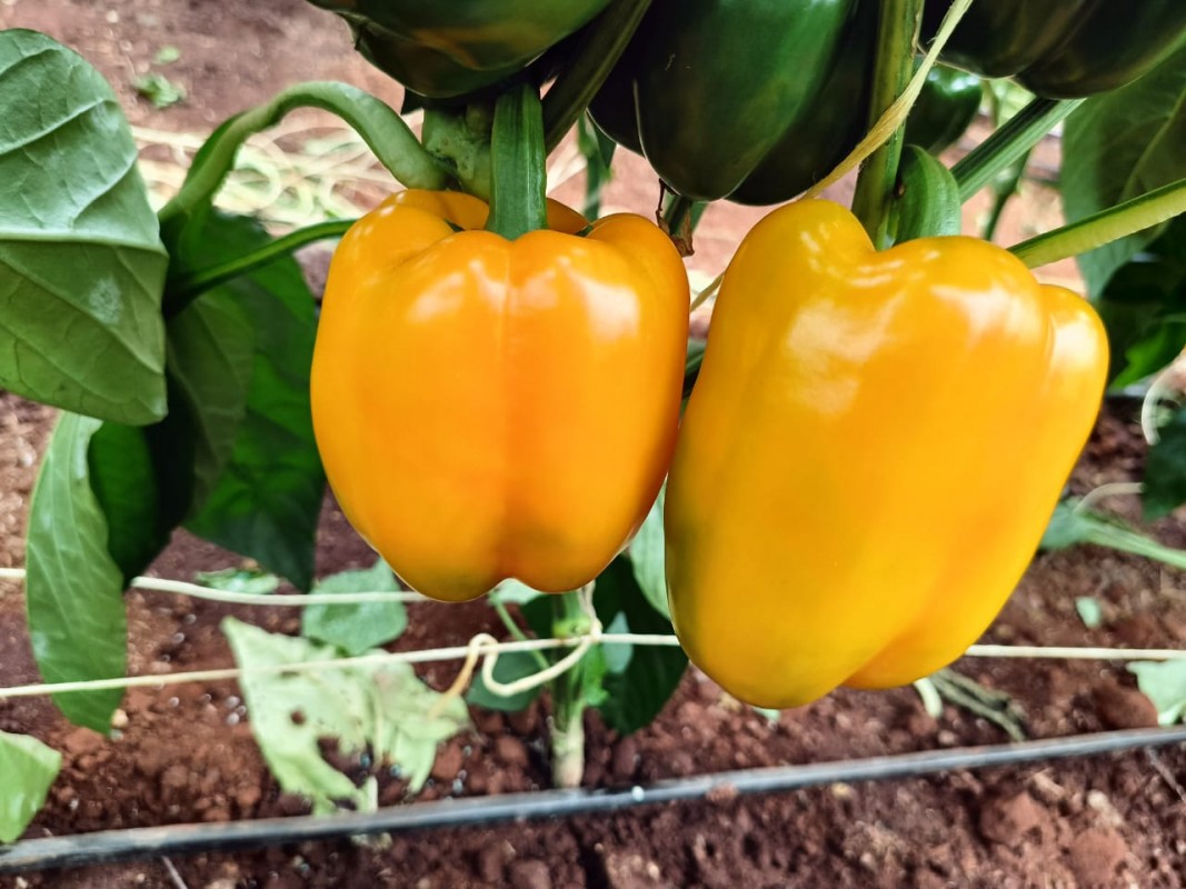 Organic Red and yellow cupsicum from Kenya